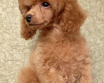 Собаки в Санкт-Петербурге: Рыжики. Девочка, 50 000 руб. - фото 3