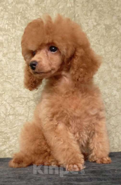 Собаки в Санкт-Петербурге: Рыжики. Девочка, 50 000 руб. - фото 3