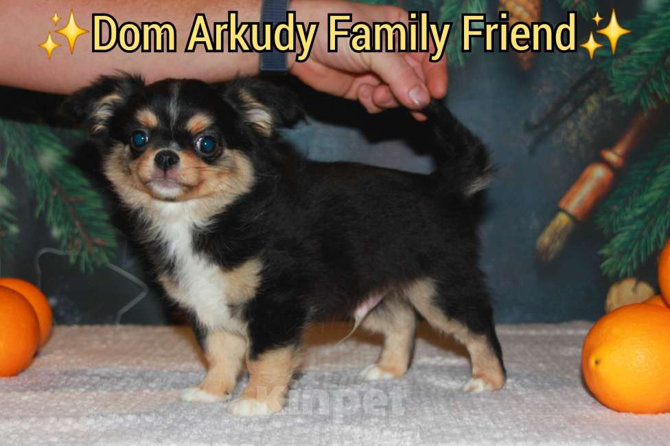 Собаки в Казани: Малыш чихуахуа  Мальчик, 30 000 руб. - фото 2