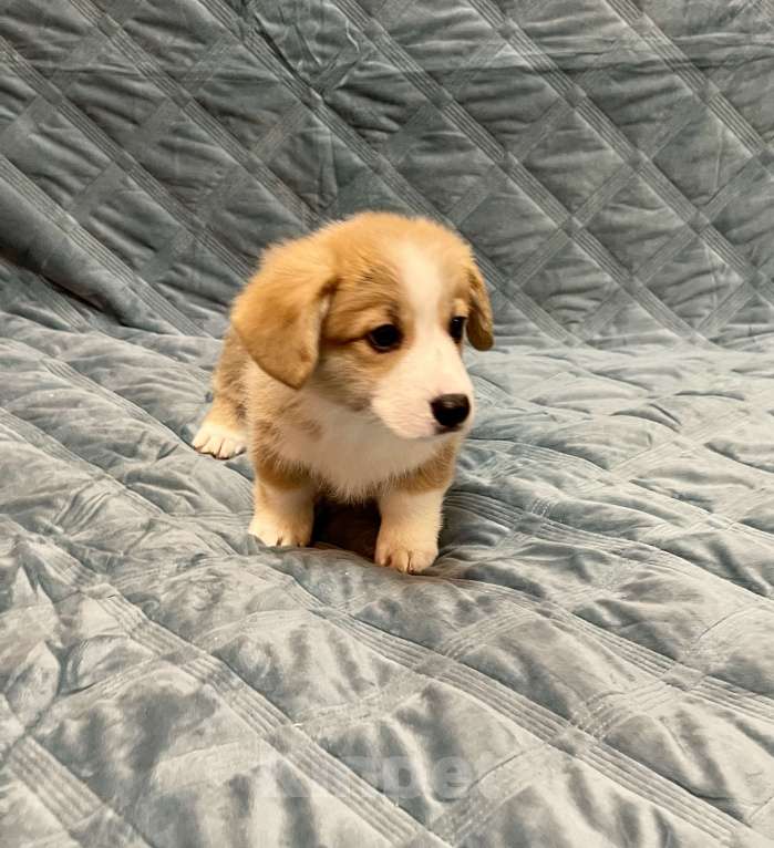 Собаки в других городах Московской области: Мальчик 3 Мальчик, 50 000 руб. - фото 3