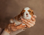 Собаки в Сарове: Кавалер Кинг чарльз спаниель девочка Девочка, 120 000 руб. - фото 3