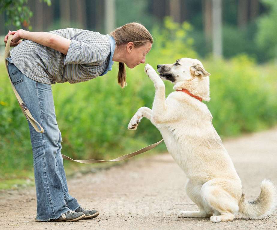 Собаки в Москве: Лапушка из приюта ищет дом Девочка, Бесплатно - фото 7