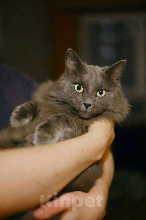 Кошки в Балашихе: Котик нибелунг Сырник Мальчик, Бесплатно - фото 2