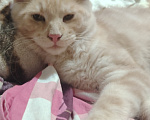 Кошки в Алуште: Котята породы мейн кун Мальчик, 13 000 руб. - фото 3