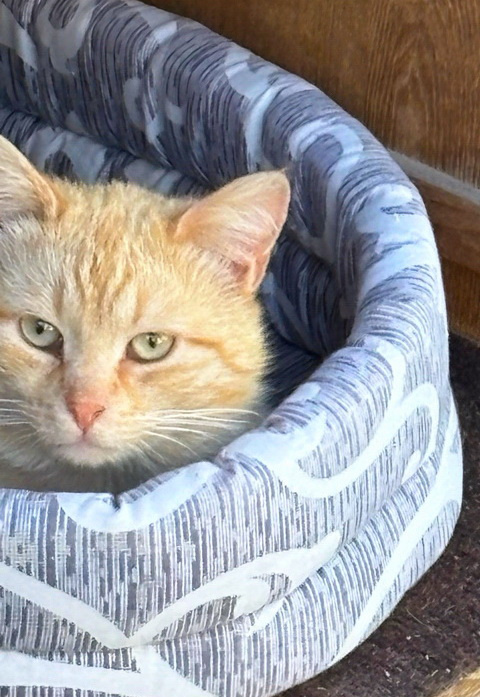 Кошки в Санкт-Петербурге: Карамельный котенок ищет дом Мальчик, Бесплатно - фото 2