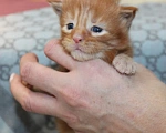 Кошки в Петропавловске-Камчатском: Котята в отличном типе Мальчик, 55 000 руб. - фото 3