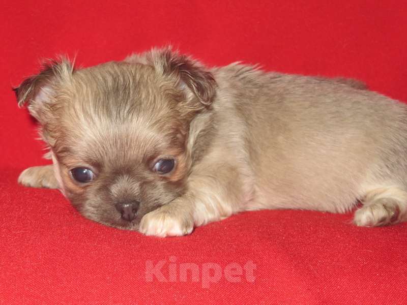 Собаки в Санкт-Петербурге: чихуахуа девочка Девочка, 60 000 руб. - фото 6