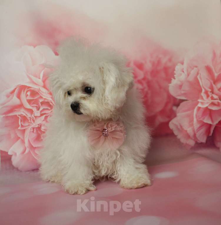 Собаки в Москве: Бишон мини Китай Девочка, 160 000 руб. - фото 3