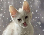 Кошки в Москве: Пушистый ангел для вашего новогоднего настроения Мальчик, 100 000 руб. - фото 1