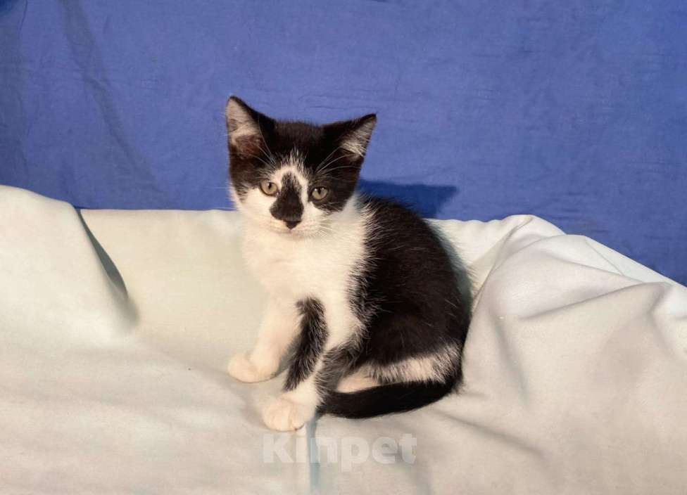 Кошки в Санкт-Петербурге: Ищет дом черно-белая очаровательная девочка Девочка, Бесплатно - фото 2