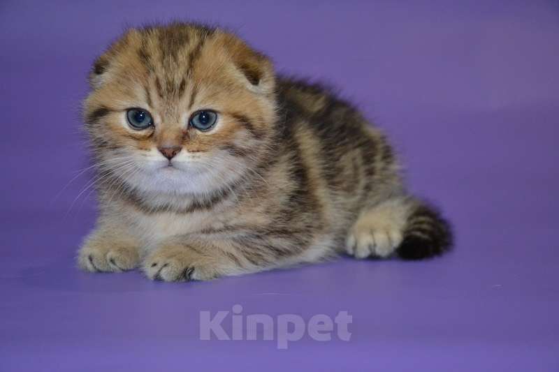 Кошки в Москве: Скоттиш фолд мальчик мраморный Мальчик, 65 000 руб. - фото 1