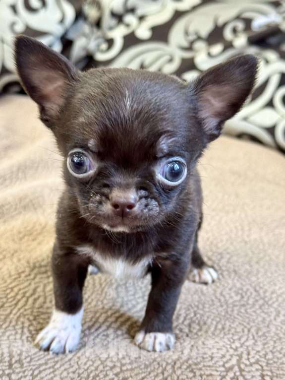 Собаки в Балашихе: Классный мальчишка чихуахуа  Мальчик, 30 000 руб. - фото 9