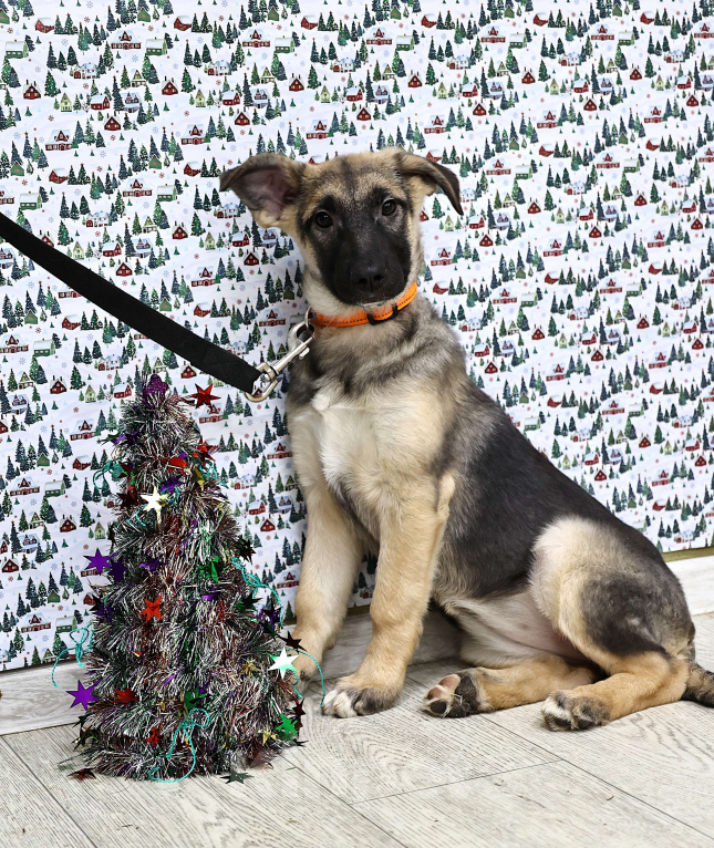 Собаки в Москве: Щенки бесплатно в Москве Девочка, Бесплатно - фото 6