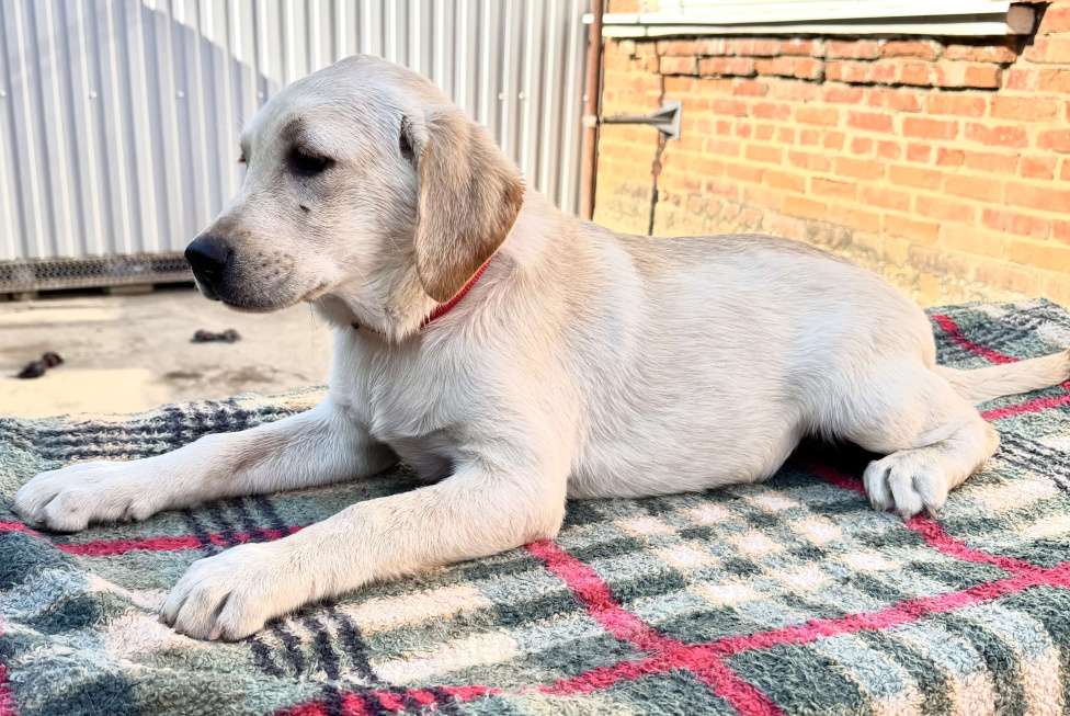 Собаки в Краснодаре: Щенки лабрадора палевые ркф  Девочка, 25 000 руб. - фото 10