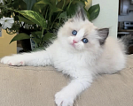 Кошки в Владивостоке: Рэгдолл Мальчик, 95 000 руб. - фото 3