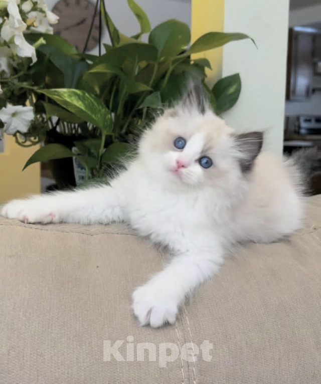 Кошки в Владивостоке: Рэгдолл Мальчик, 95 000 руб. - фото 3