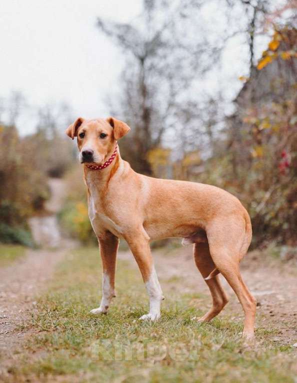 Собаки в Санкт-Петербурге: Очаровательный некрупный песик-подросток Вилли ищет семью   Мальчик, 10 руб. - фото 5