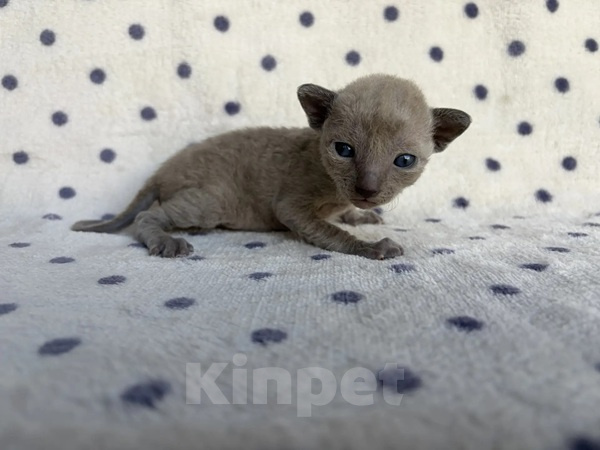 Кошки в Балашихе: Котик Дастин Мальчик, 70 000 руб. - фото 5