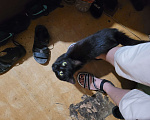 Кошки в Энгельс: Отдаю в хорошие руки  Мальчик, Бесплатно - фото 2
