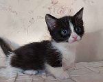 Кошки в Кургане: Манчкин короткие лапки  Девочка, 90 000 руб. - фото 9