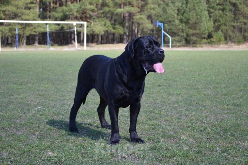 Собаки в Москве: Крупные щенки Кане-Корсо Мальчик, 120 000 руб. - фото 6