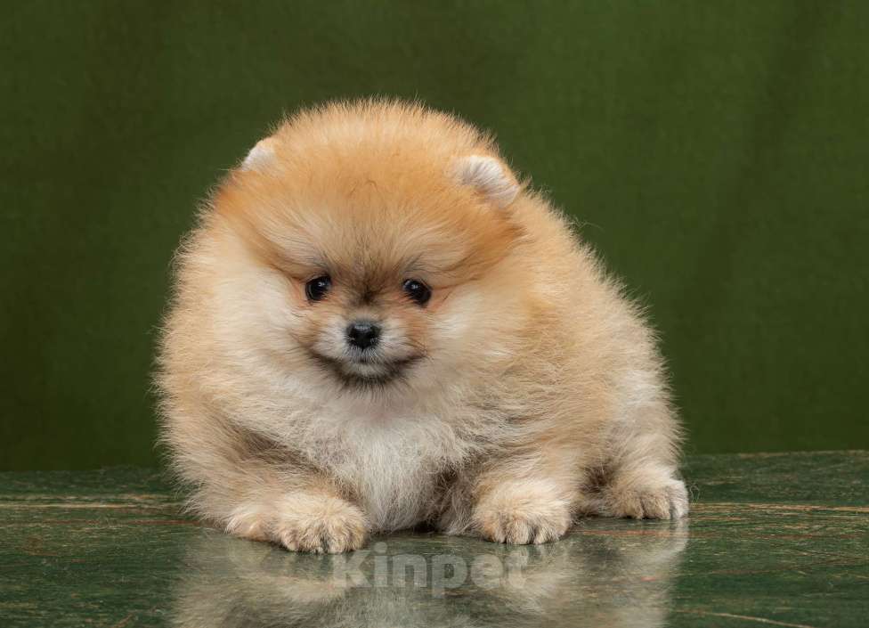 Собаки в Новосибирске: Померанский шпиц Мальчик, 50 000 руб. - фото 2