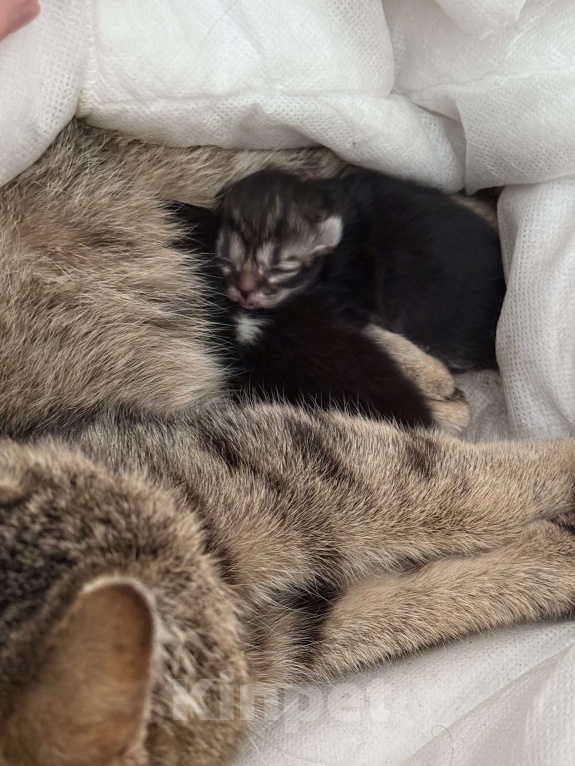 Кошки в Бердске: Котенок девочка Девочка, Бесплатно - фото 1
