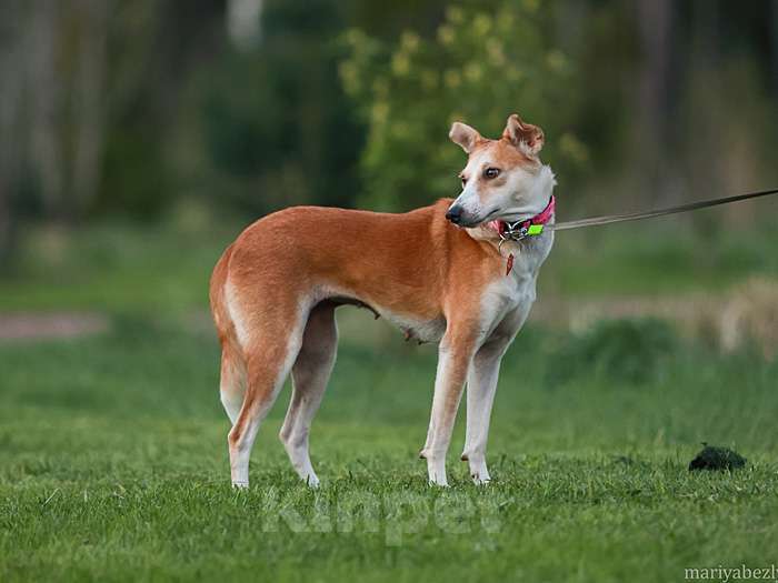 Собаки в Москве: Маленькая собачка Жужа ищет дом Девочка, 10 руб. - фото 4