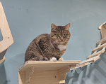 Кошки в Королеве: сладкий Горький ищет дом Мальчик, Бесплатно - фото 3