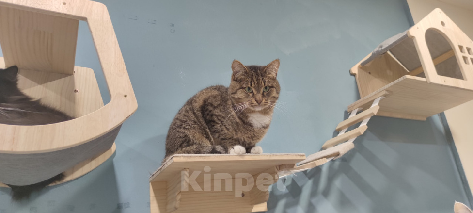 Кошки в Королеве: сладкий Горький ищет дом Мальчик, Бесплатно - фото 3