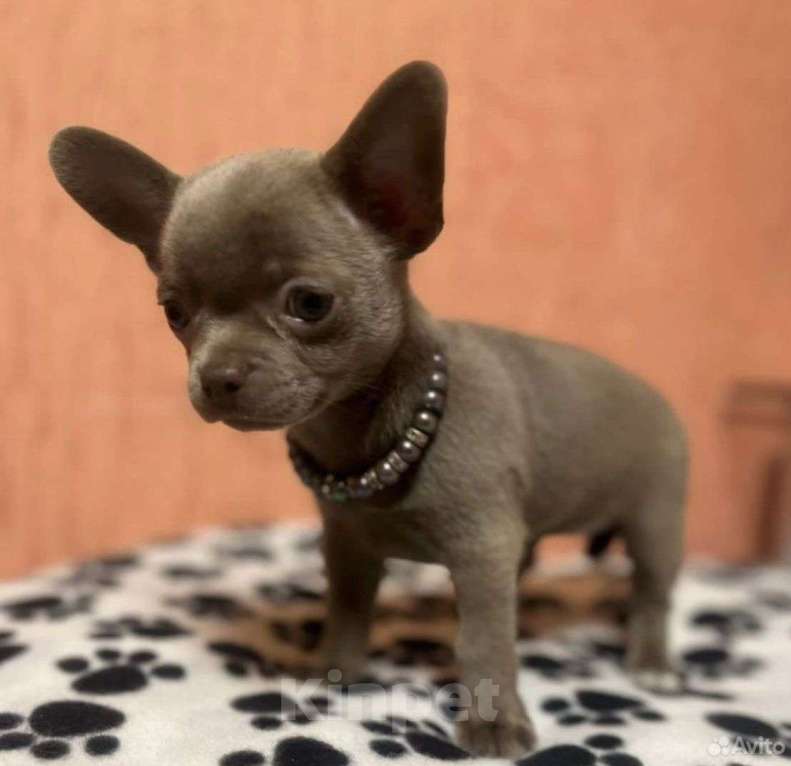 Собаки в Чапаевске: эксклюзивный щенок чихуахуа Девочка, 50 000 руб. - фото 1