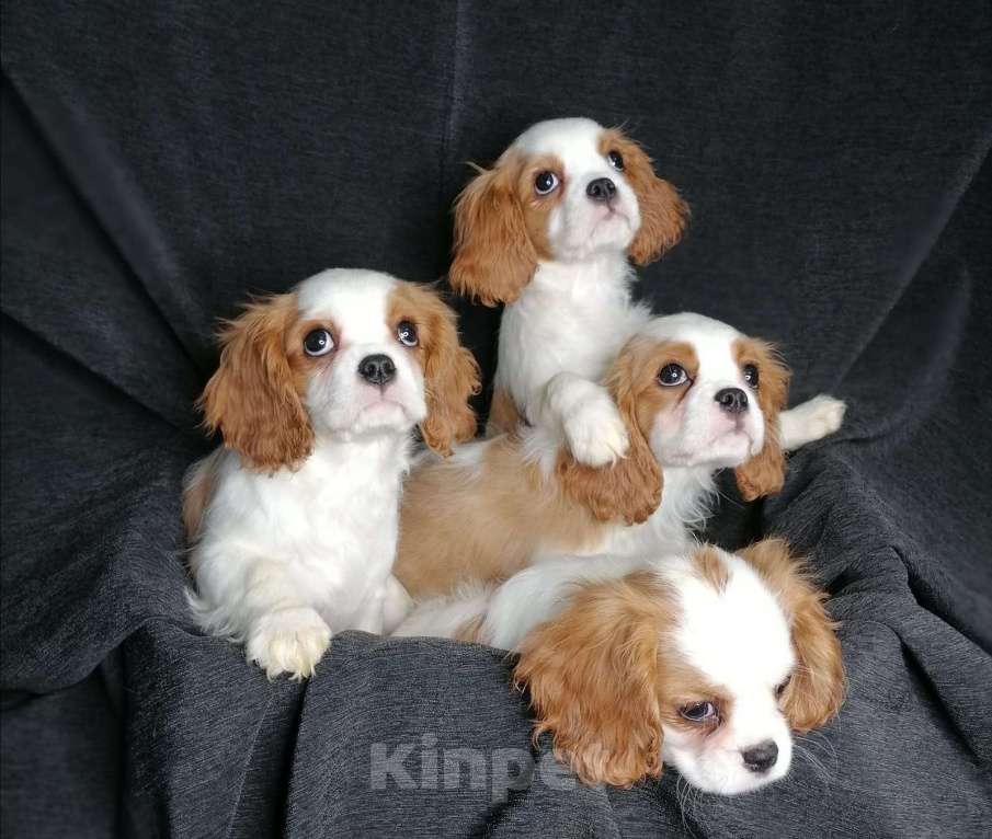 Собаки в Москве: Кавалер кинг Чарльз спаниель 3 мес щенки Девочка, 70 000 руб. - фото 6