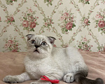 Кошки в Белгороде: Котенок шотландский мальчик Мальчик, Бесплатно - фото 1