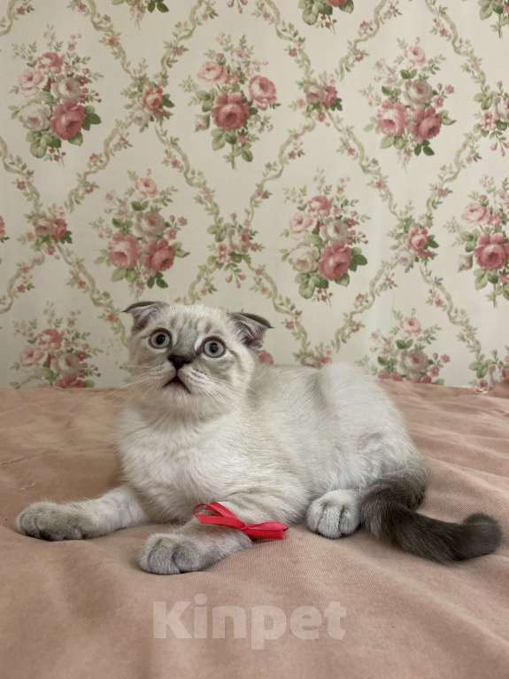 Кошки в Белгороде: Котенок шотландский мальчик Мальчик, Бесплатно - фото 1