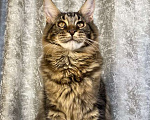 Кошки в Челябинске: Котик Мальчик, 50 000 руб. - фото 1