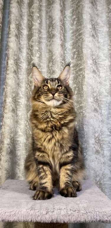 Кошки в Челябинске: Котик Мальчик, 50 000 руб. - фото 1
