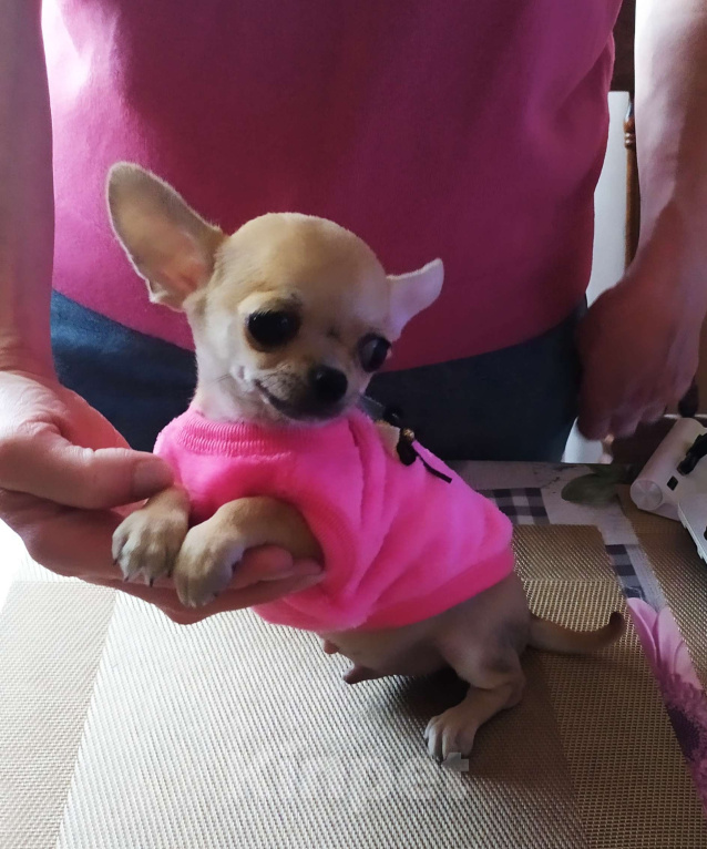 Собаки в Москве: Гномик, мини чихуахуа  Мальчик, 40 000 руб. - фото 1