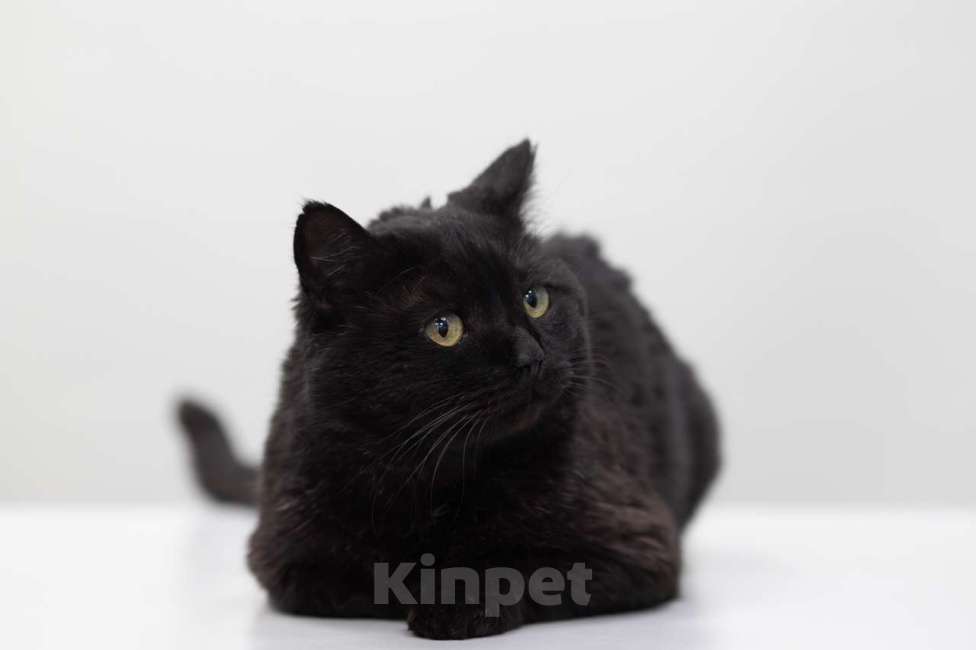Кошки в Москве: кот Бегемот Мальчик, Бесплатно - фото 3