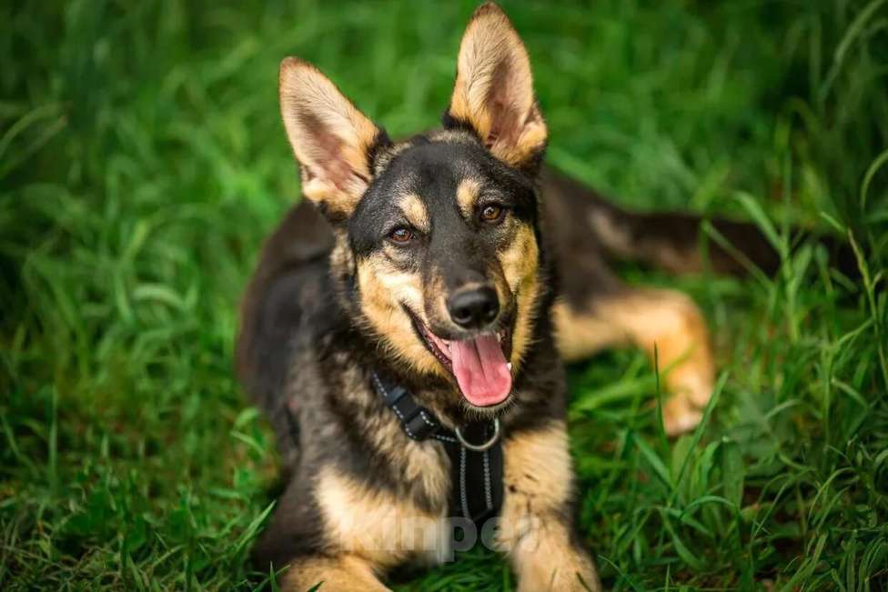 Собаки в Москве: Флеш Мальчик, Бесплатно - фото 3