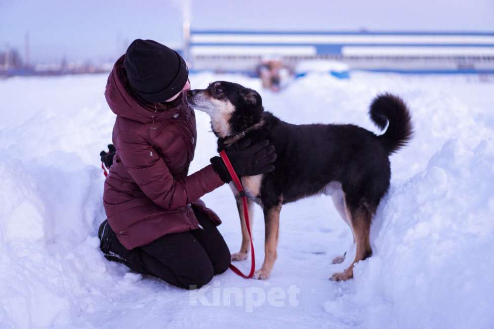 Собаки в Москве: Домашний пёсик в приюте, ищет новых хозяев Мальчик, Бесплатно - фото 2