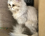 Кошки в Москве: Роскошная светло-серебристая кошечка Бавария ищет дом. Мальчик, Бесплатно - фото 5