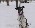 Собаки в Москве: Идеальная собака в дар Девочка, Бесплатно - фото 7
