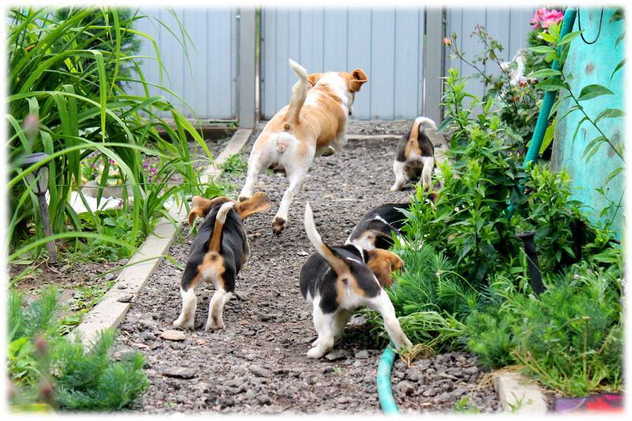 Собаки в Москве: бигли ркф Мальчик, 60 000 руб. - фото 3