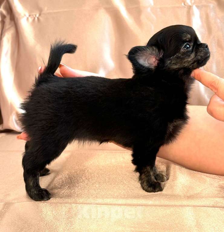 Собаки в Ялте: щенок чихуахуа Девочка, Бесплатно - фото 3