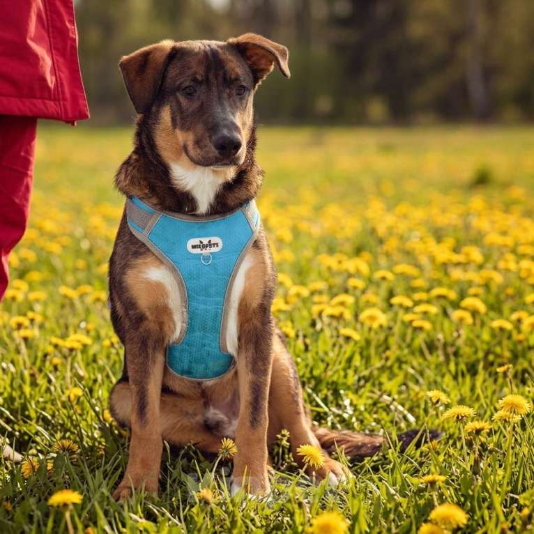 Собаки в Москве: щенок Боб в добрые руки Мальчик, Бесплатно - фото 5