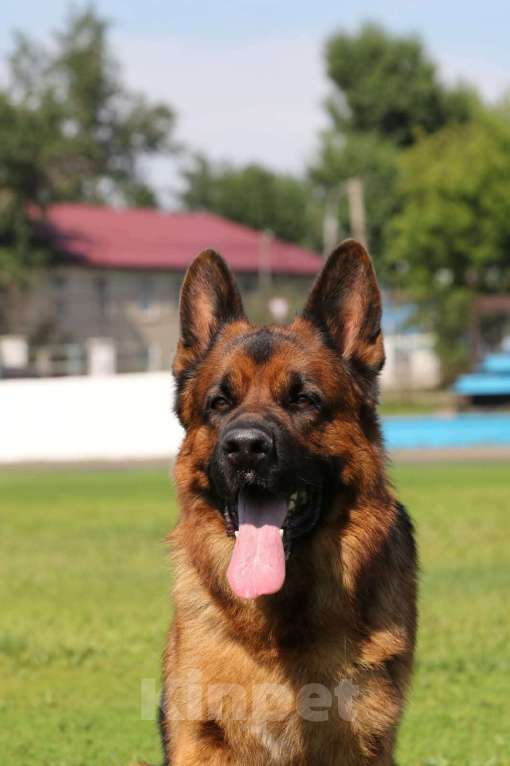 Собаки в Иркутске: Немецкая овчарка Девочка, 50 000 руб. - фото 4
