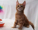Кошки в Новосибирске: Котик мейн-кун, 3 мес. Мальчик, 12 000 руб. - фото 10