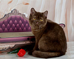 Кошки в Санкт-Петербурге: Британский котик вкусного окраса шоколад Мальчик, 45 000 руб. - фото 6