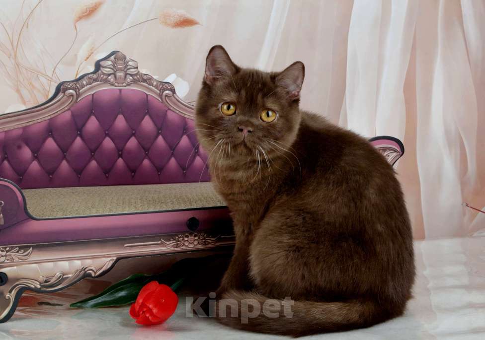 Кошки в Санкт-Петербурге: Британский котик вкусного окраса шоколад Мальчик, 45 000 руб. - фото 6