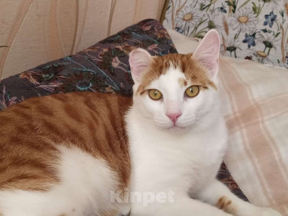 Кошки в Санкт-Петербурге: Молодой котейка Яша в добрые руки Мальчик, Бесплатно - фото 7